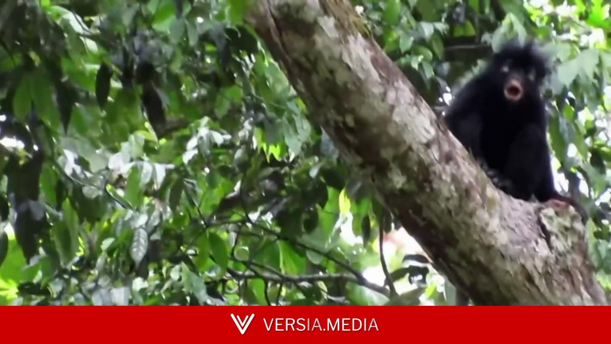 Descubren una nueva especie de mono oculta en la selva de Congo